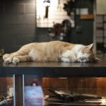 Orange and white tabby cat sleeping on a table in Baltimore Bicycle Works